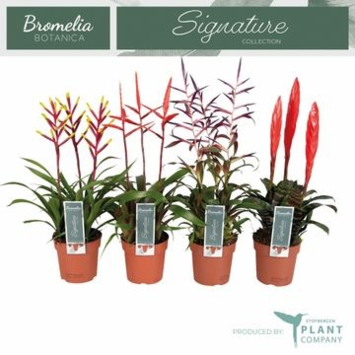 image BROMELIACEE X3