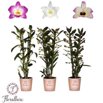 image DENDROBIUM 2BR NOBILE VARIE