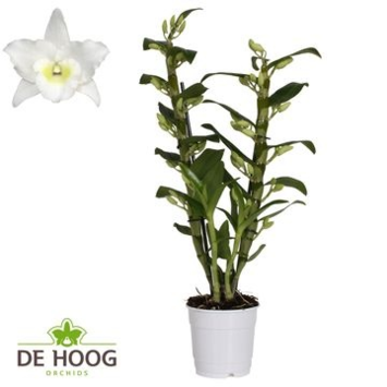 image DENDROBIUM 2BR NOBILE BLANC