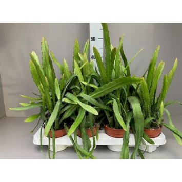 image EPIPHYLLUM