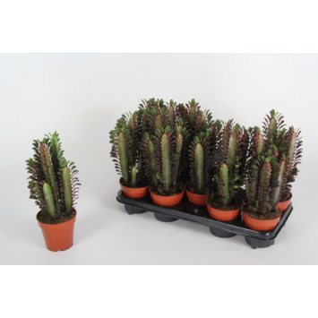 image EUPHORBIA TRIGONA RUBRA