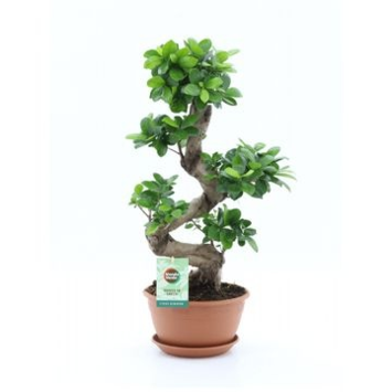 image FICUS GINSENG