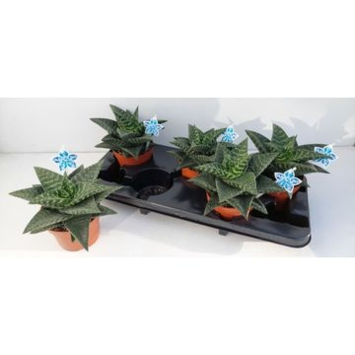 image GASTERIA TIKI ZILLA
