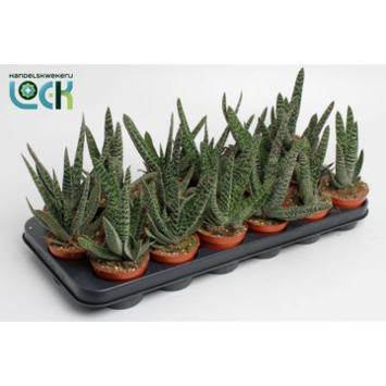 image GASTERIA