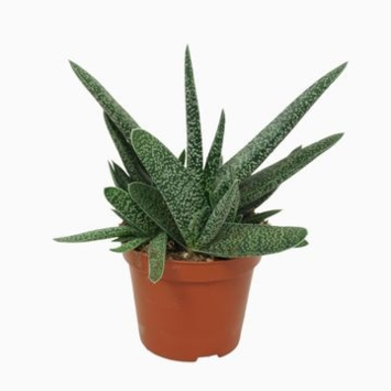 image GASTERIA VERRUCOSA