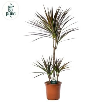image DRACAENA MAGENTA 45-15-10