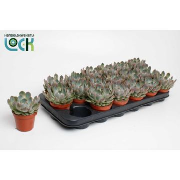 image ECHEVERIA