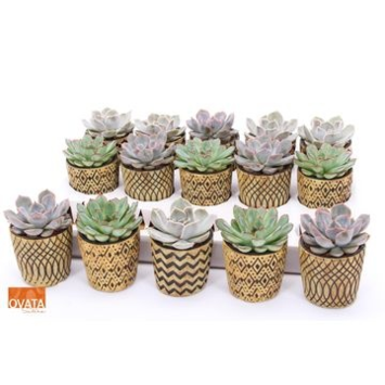 image ECHEVERIA CERAM