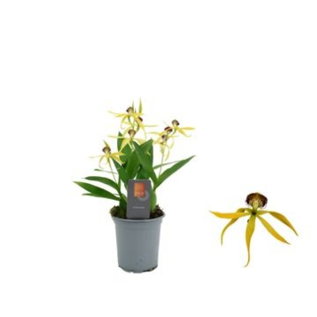 image ORCHIDEE ENCYCLIA