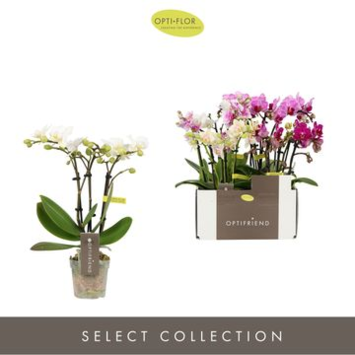 image PHALAENOPSIS 3BR VARIE