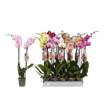 image PHALAENOPSIS 2BR VARIE