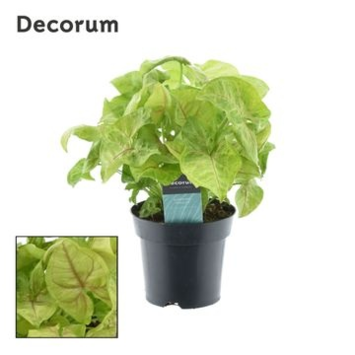 image SYNGONIUM