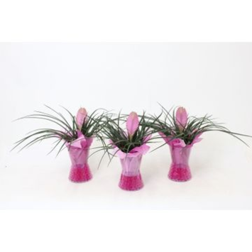 image TILLANDSIA VERRE GEL