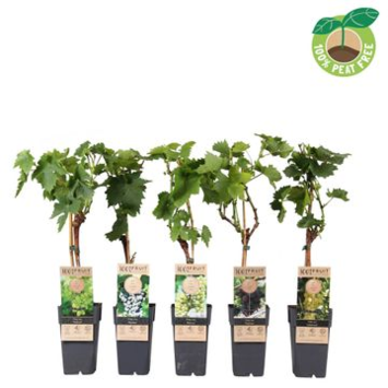 image VITIS VIGNE VARIEE