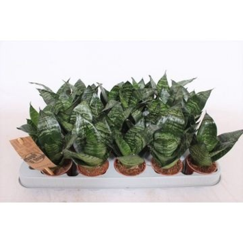 image SANSEVIERIA HAHNII