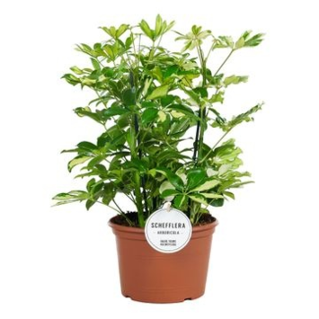image SCHEFFLERA 3PP TRICOLOR