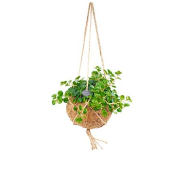 image SEDUM P COCO SUSP