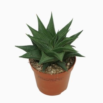 image CACTUS HAWORTHIA LIMIFOLIA