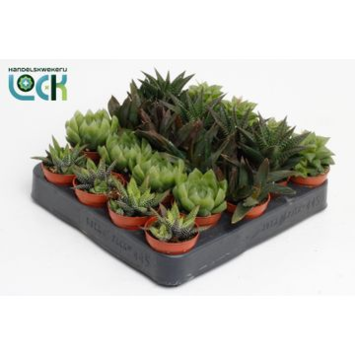 image CACTUS HAWORTHIA VARIE