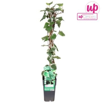 image HEDERA MARENGO PYRAM