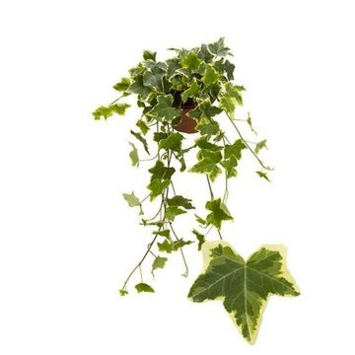 image HEDERA JAUNE PANACHE