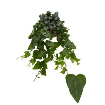 image HEDERA MEIN HERZ