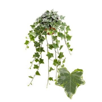 image HEDERA MINT KOLIBRI