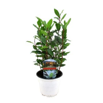 image LAURUS NOBILIS