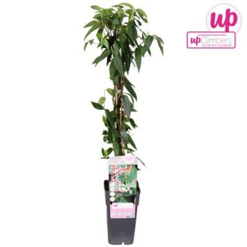 image LONICERA PYRAM