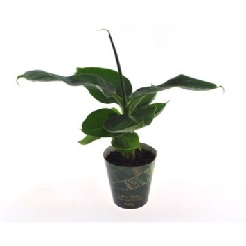 image MUSA TROPICANA POTCOVER