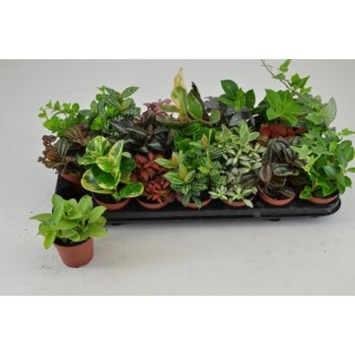 image PLANTE VERTE VARIEE
