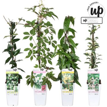 image PLANTE GRIMPANTE VARIEE