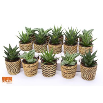 image SUCCULENTE CERAM