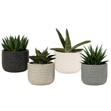 image SUCCULENTE CERAM