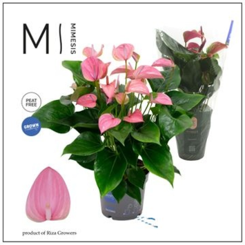 image ANTHURIUM ANDREANUM JOLI ROSE