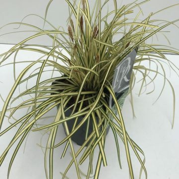 image CAREX EVERGOLD