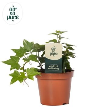 image HEDERA WHITE WONDER