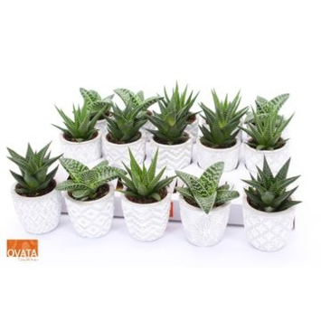 image SUCCULENTE CERAM