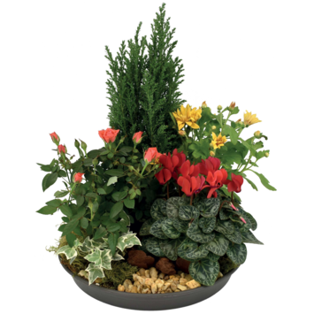 image COUPE EXT GREGOIRE