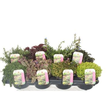 image SEDUM VARIE