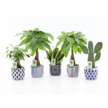 image PLANTE VERTE CERAM
