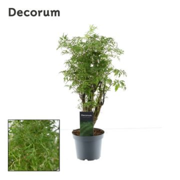 image ARALIA POLYSCIAS FRUTICOSA