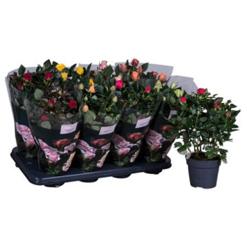 image ROSIER PATIO VARIE