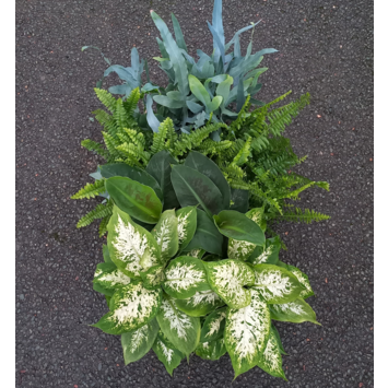 image PLANTES VERTES VARIEES