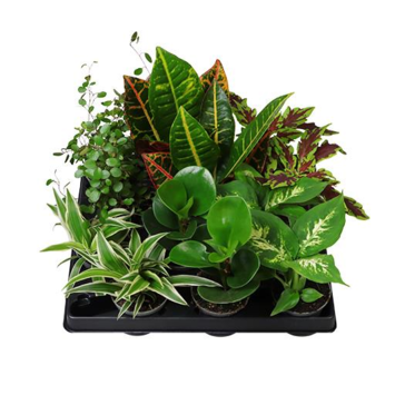image PLANTES VERTES VARIEES