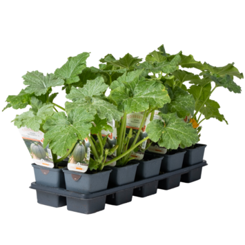 image COURGETTE GREFFEE RONDE BOLDENICE