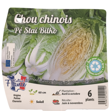 image CHOU CHINOIS BILKO BQ12