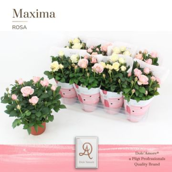 image ROSIER INFINITY