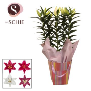 image LILIUM 5PP VARIE