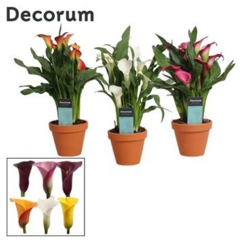 image ARUM COULEUR P TERRE
